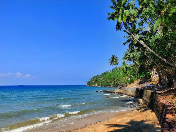green palm trees near sea during daytime